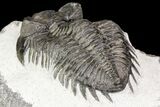 Coltraneia Trilobite Fossil - Huge Faceted Eyes #75458-5